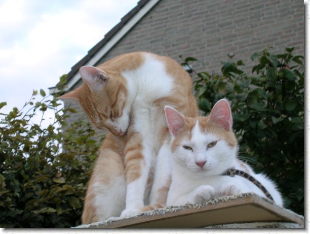 Klik hier voor de originele foto